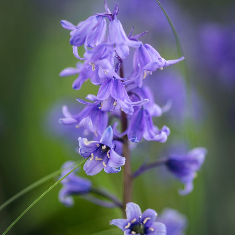 Jacinthe d'Espagne - Hyacinthoides hispanica (Flowering)