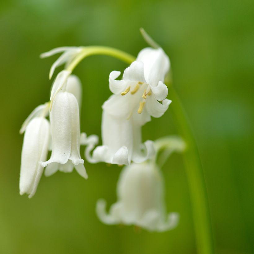 Jacinthe d'Espagne blanche - Hyacinthoides hispanica Alba  (Flowering)