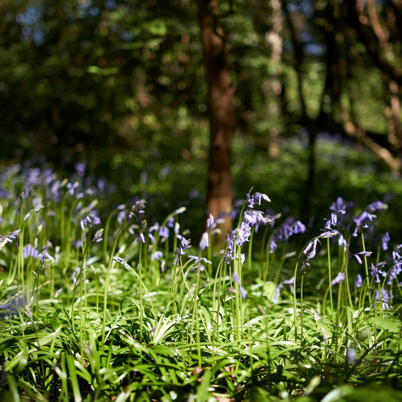 Jacinthe des Bois - Scille Nutans (Plant habit)