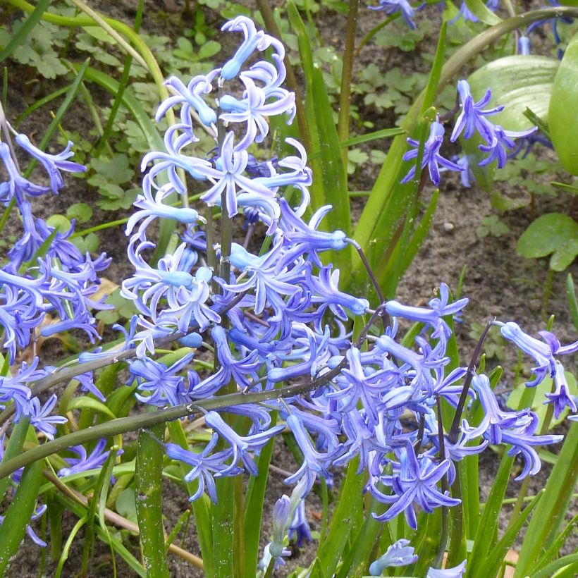 Jacinthe multiflore Bleue (Flowering)