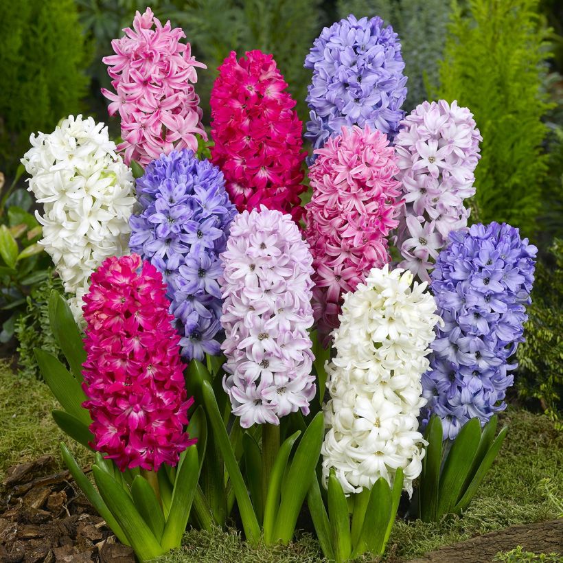 Jacinthes simples en mélange (Plant habit)