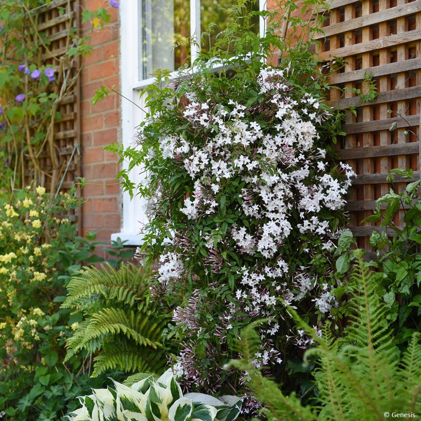 Jasminum Starry Night - Jasmin hybride  (Plant habit)