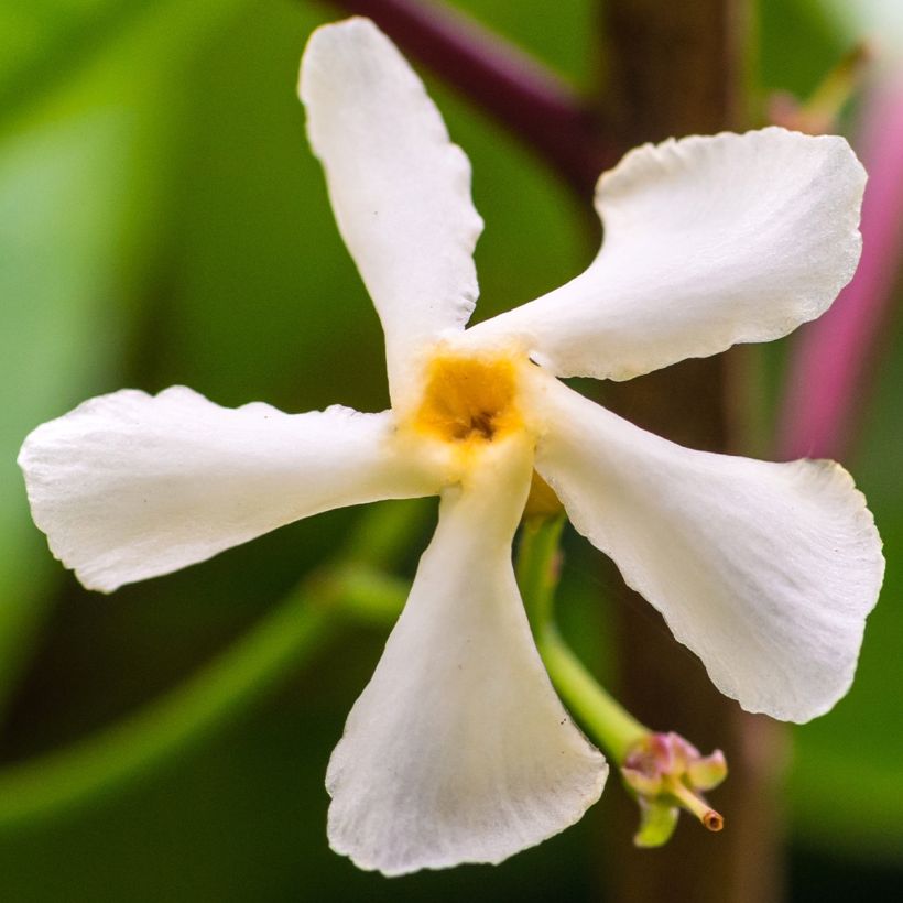 Jasmin étoilé - Trachelospermum jasminoides Waterwheel (Flowering)