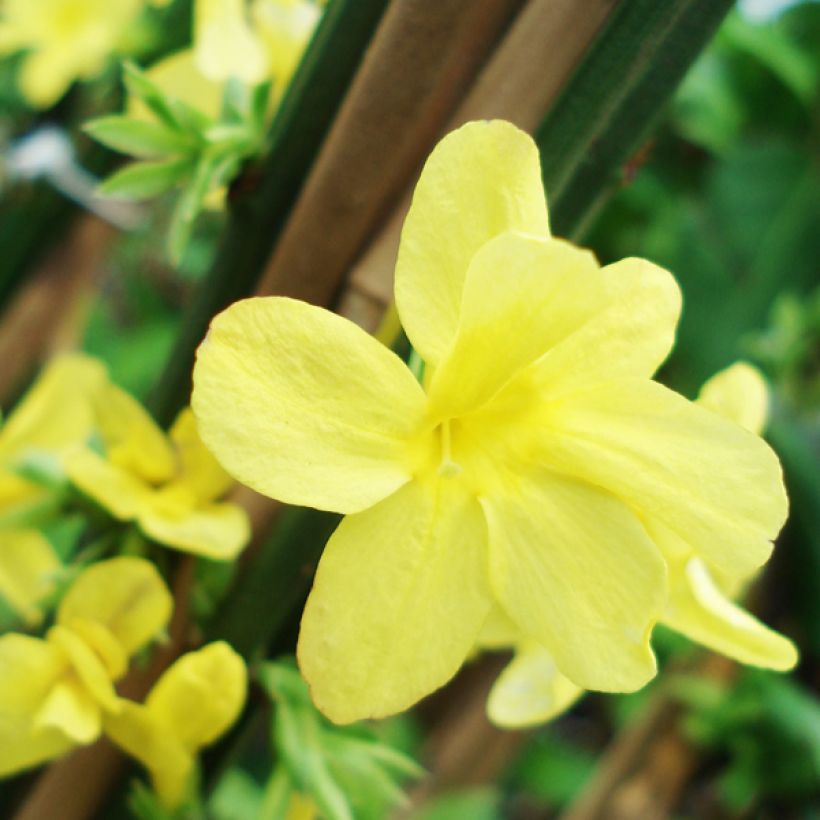 Jasmin d'hiver - Jasminum nudiflorum (Flowering)
