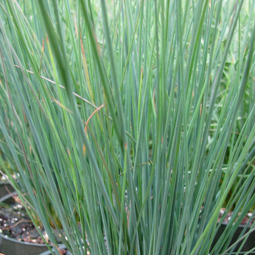 Juncus inflexus Blue Dart - Jonc glauque (Foliage)