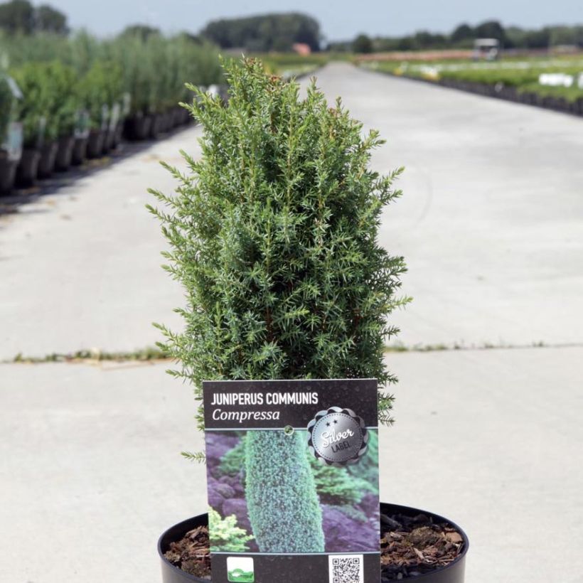 Genévrier commun nain - Juniperus communis Compressa (Plant habit)