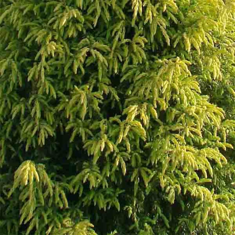 Genévrier commun - Juniperus communis Gold Cone                (Foliage)