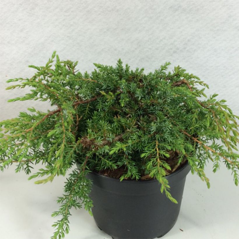 Juniperus communis Hornibrookii - Genévrier commun                (Plant habit)