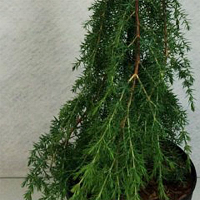 Juniperus communis Horstmann - Genévrier commun                     (Foliage)