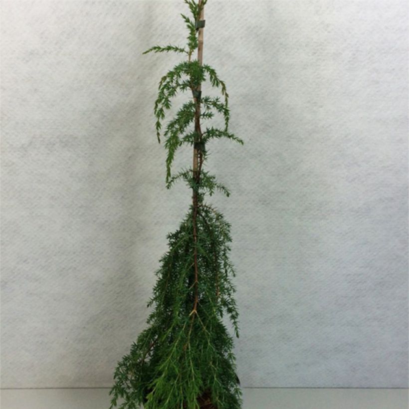 Juniperus communis Horstmann - Genévrier commun                     (Plant habit)