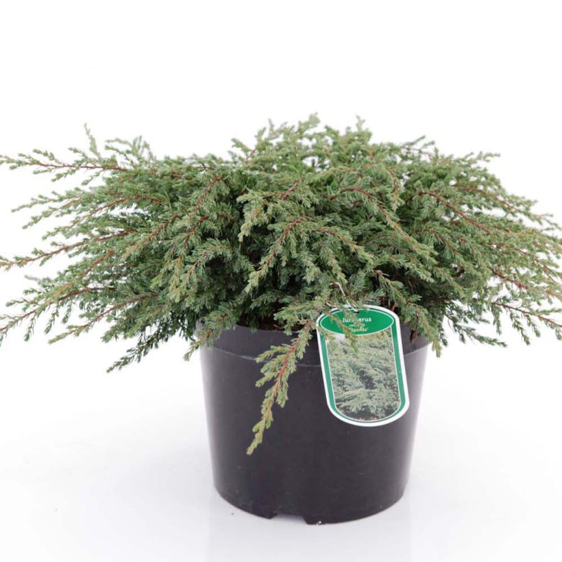 Genévrier commun - Juniperus communis Repanda (Plant habit)