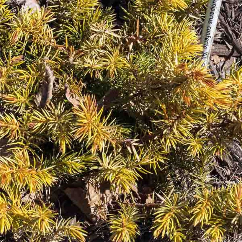 Genévrier des plages - Juniperus conferta All Gold (Foliage)