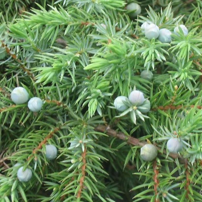 Genévrier des plages - Juniperus conferta Schlager  (Foliage)