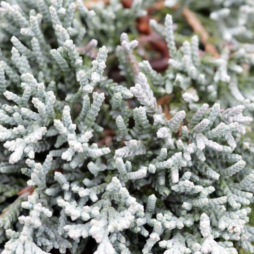 Genévrier rampant - Juniperus horizontalis Icee Blue (Foliage)