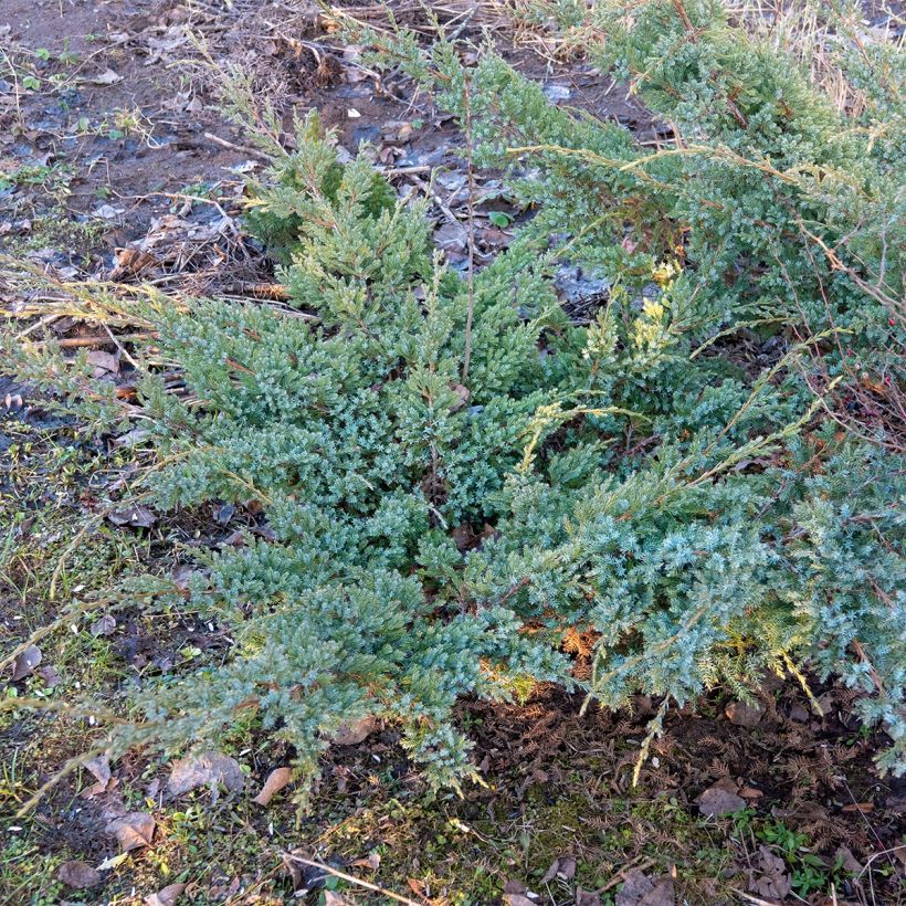 Genévrier horizontal - Juniperus horizontalis Jade River (Plant habit)