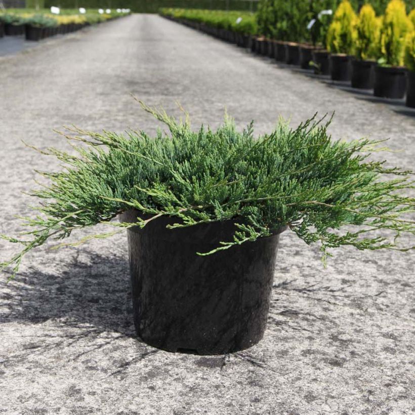 Genévrier rampant - Juniperus horizontalis Prostrata (Plant habit)