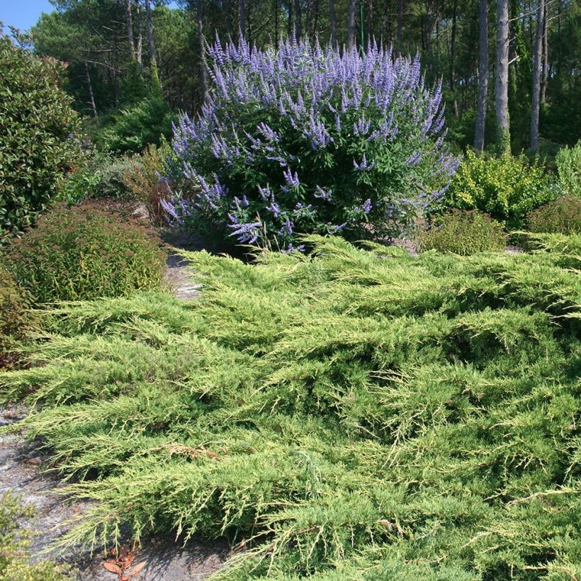 Genévrier de Pfitzer - Juniperus x media Pfitzeriana (Plant habit)