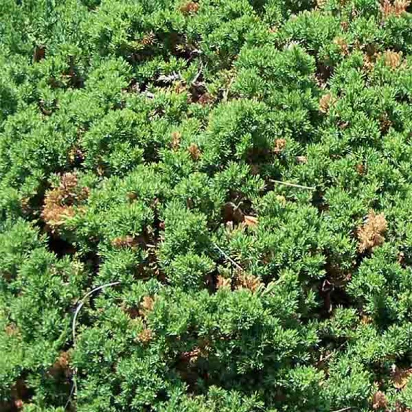 Genévrier rampant - Juniperus procumbens Nana (Foliage)