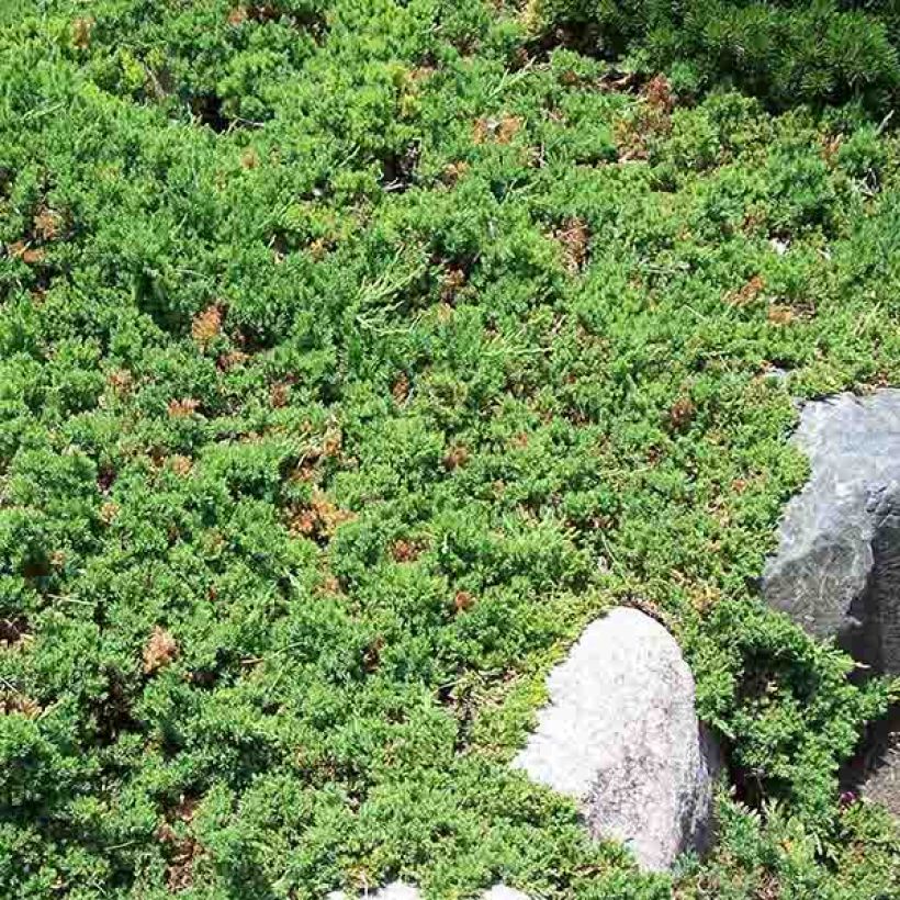 Genévrier rampant - Juniperus procumbens Nana (Plant habit)