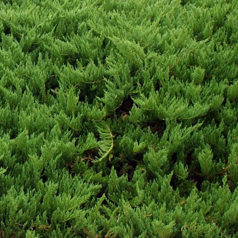 Juniperus sabina Tamariscifolia - Genévrier sabine (Foliage)
