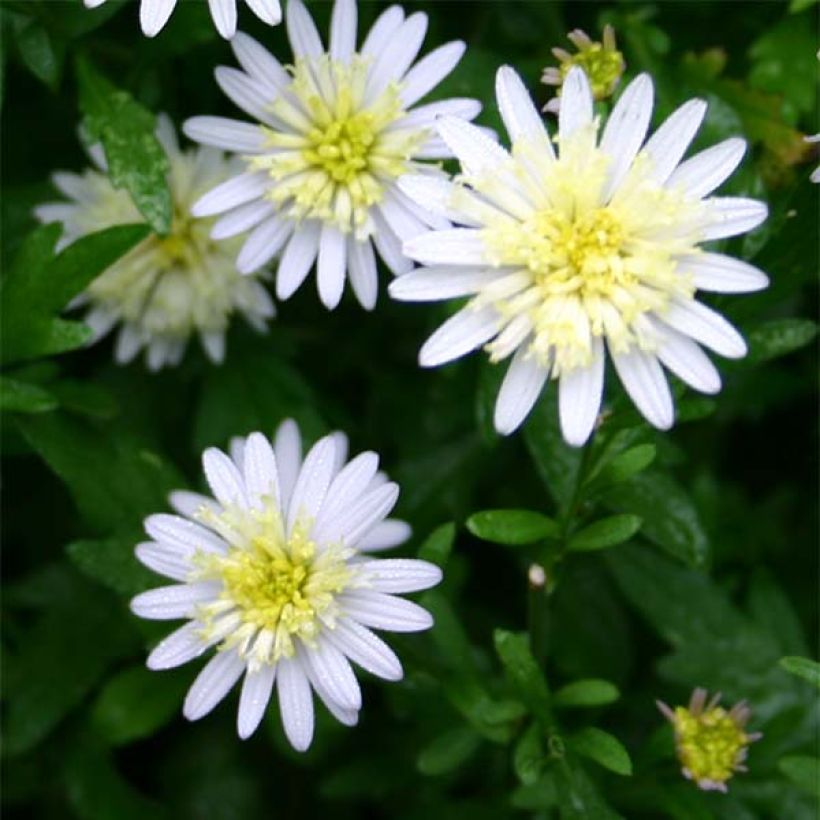 Kalimeris mongolica - Aster de Mongolie (Flowering)