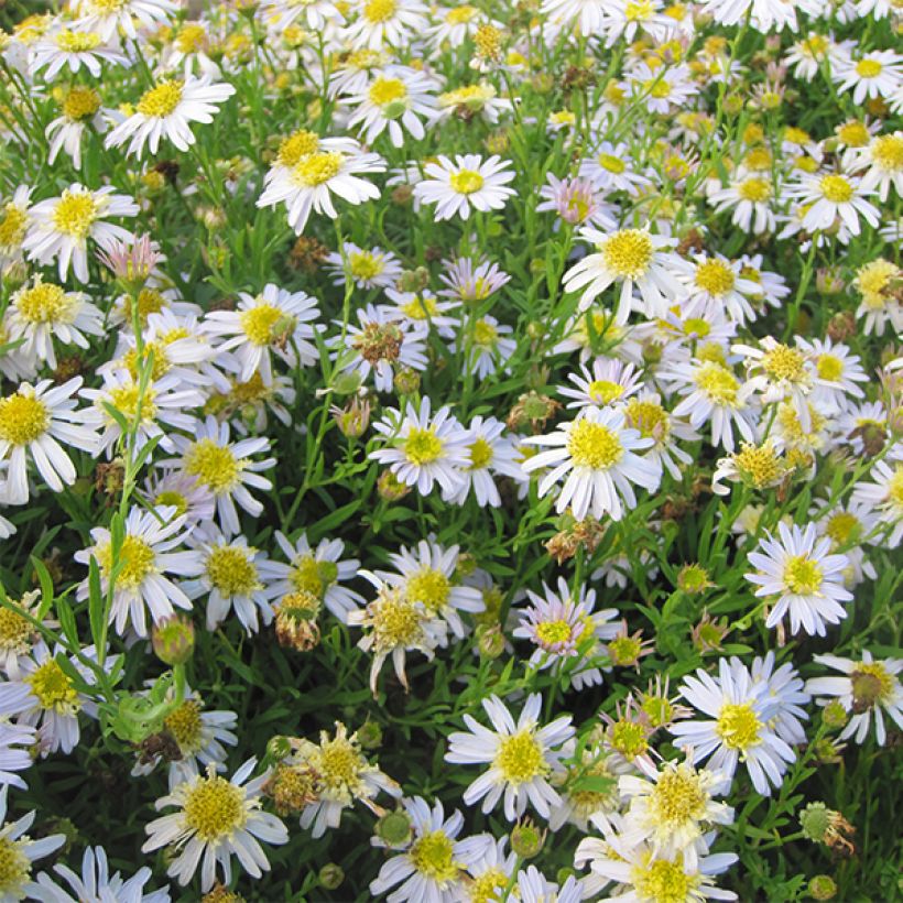 Kalimeris pinnatifida var. hortensis (Flowering)