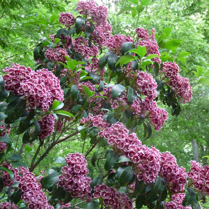 Kalmia latifolia Keepsake - Laurier des montagnes rouge et blanc (Plant habit)