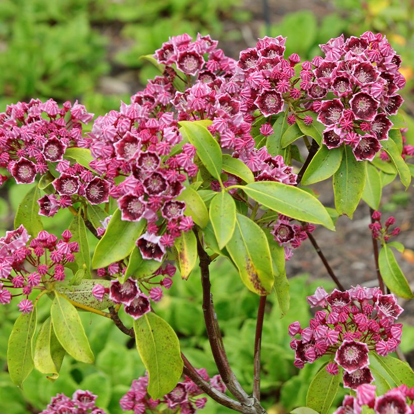 Kalmia latifolia Latchmin - Laurier des montagnes (Flowering)