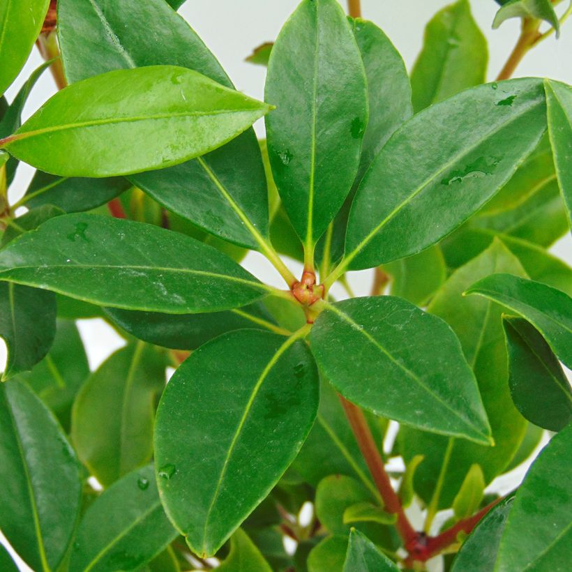 Kalmia latifolia Olympic Fire - Laurier des montagnes  rose vif et blanc (Foliage)