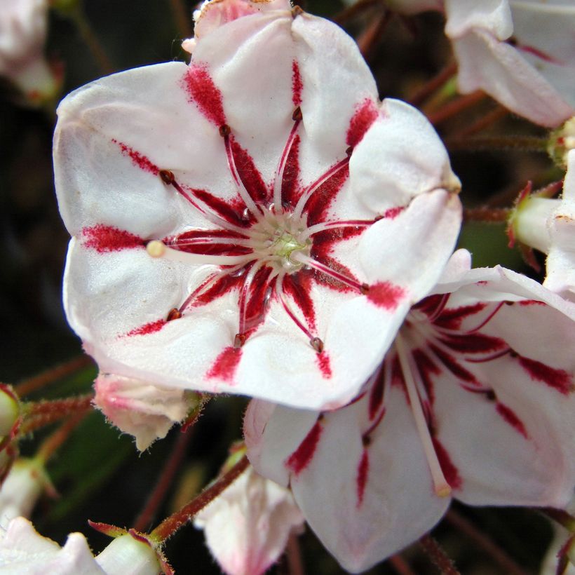 Kalmia latifolia You Can - Laurier des montagnes en camaieu de rose (Flowering)