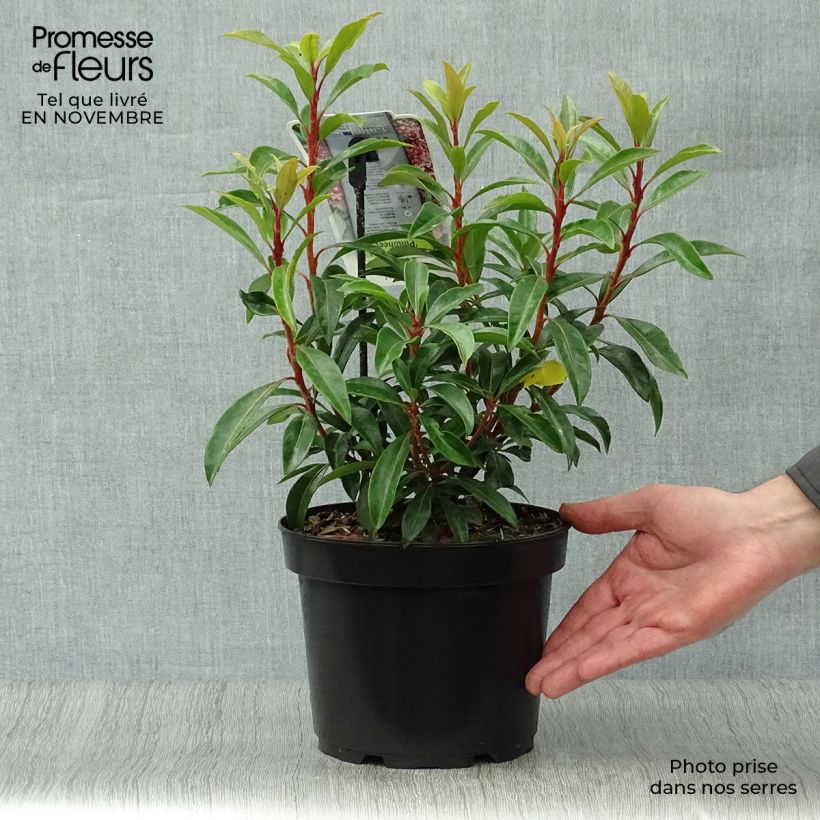 Example of Kalmia latifolia Pinwheel - Laurier des montagnes  Pot de 3L/4L as you get in automne