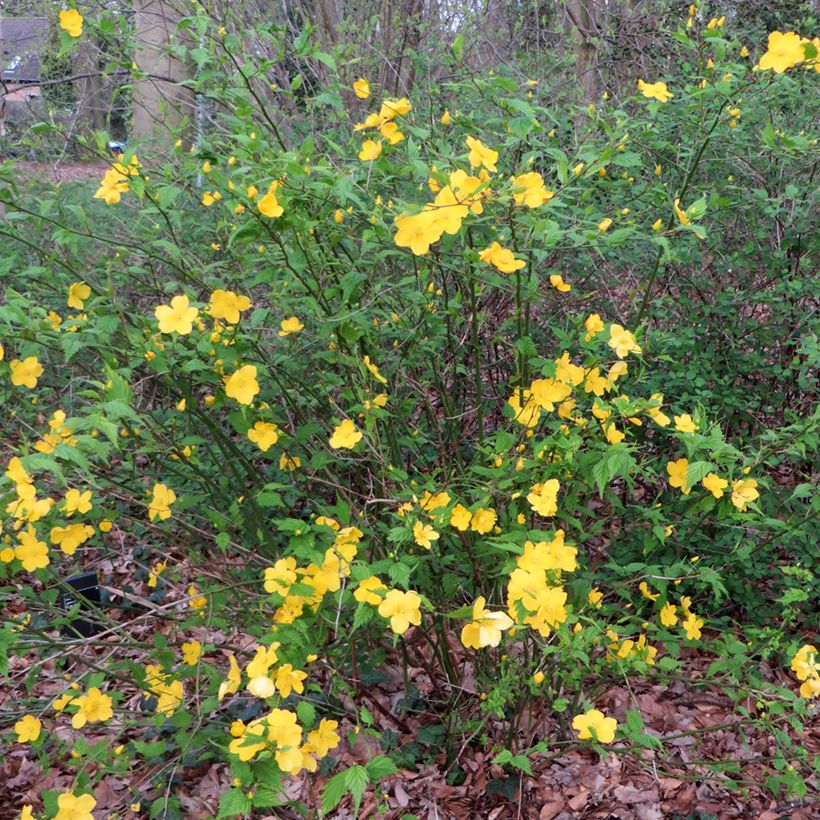 Kerria japonica - Corète du Japon (Plant habit)