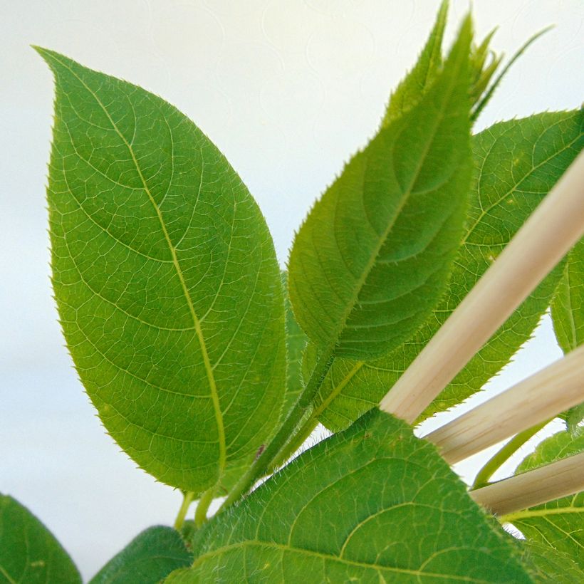Kiwi arguta Issai (autofertile) - Kiwaï - Actinidia arguta (Foliage)