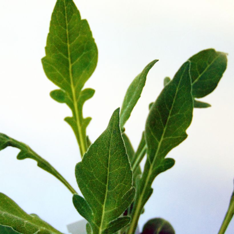 Knautia macedonica Mars Midget - Petite scabieuse (Foliage)