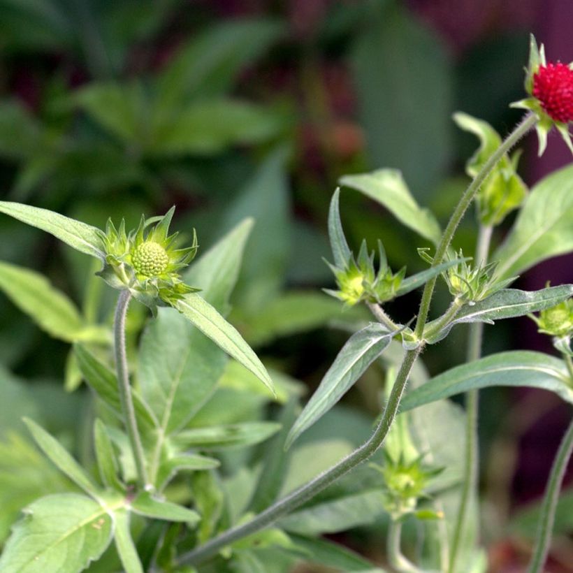 Knautia macedonica Red Knight - Petite scabieuse de Macédoine Red Knight (Foliage)