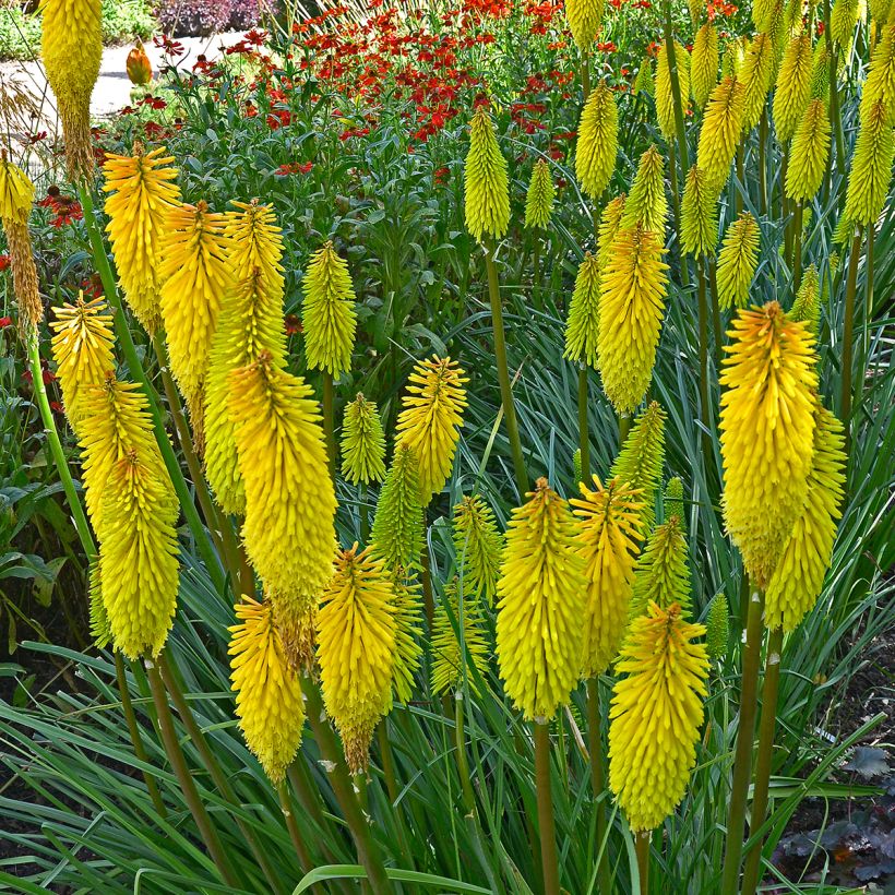 Kniphofia Bees Lemon - Tritoma (Plant habit)