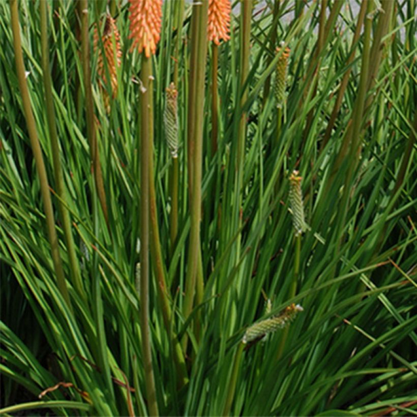 Kniphofia Cobra - Tritoma (Foliage)