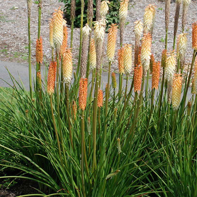 Kniphofia Cobra - Tritoma (Flowering)