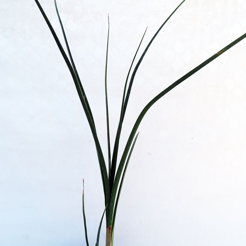 Kniphofia Dorset Sentry - Tritoma (Foliage)