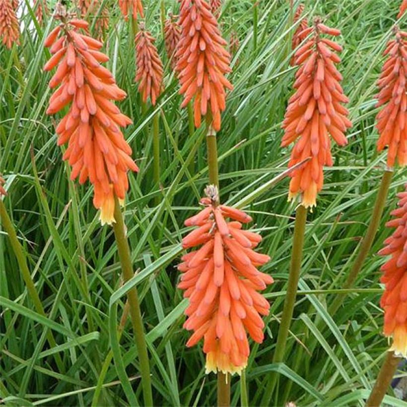 Kniphofia Elvira - Tritoma (Flowering)