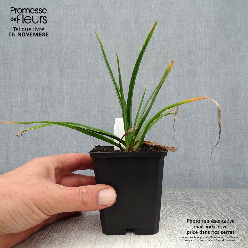 Example of Kniphofia Flamenco Godet de 8/9 cm as you get in automne