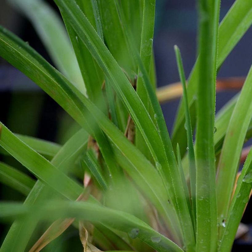 Kniphofia Green Jade - Tritoma vert pomme et crème (Foliage)