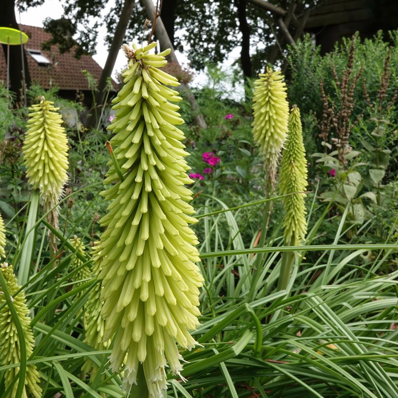 Kniphofia Green Jade - Tritoma vert pomme et crème (Plant habit)
