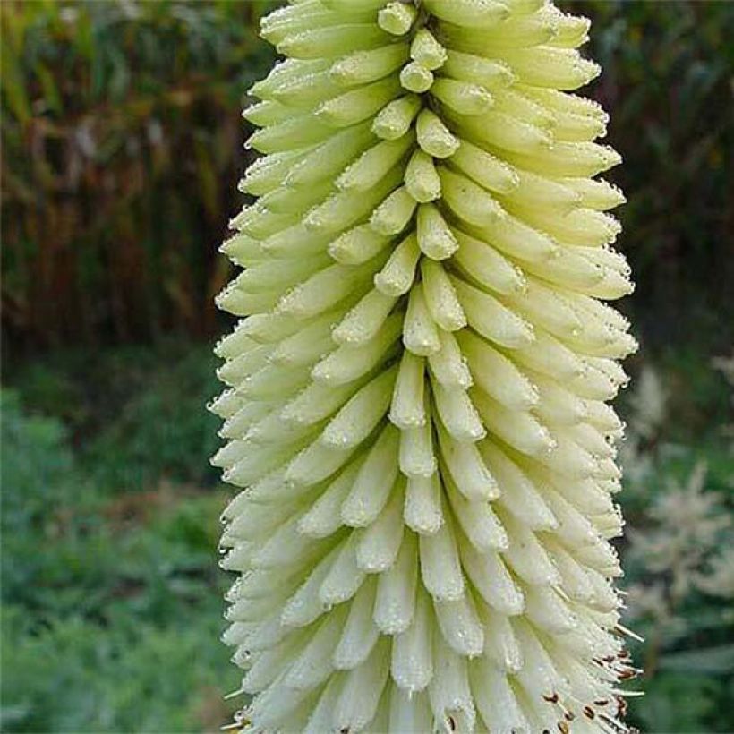 Kniphofia Ice Queen (Flowering)
