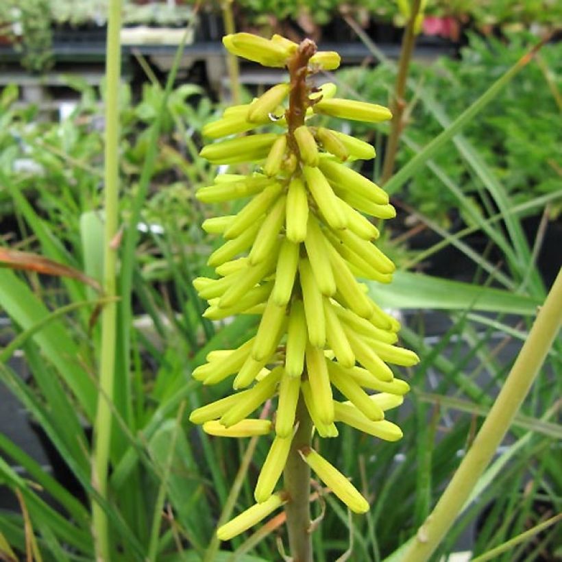Kniphofia Little Maid - Tison de satan Little Maid (Flowering)