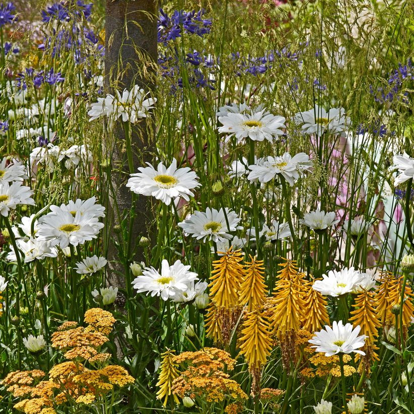 Kniphofia Little Maid - Tison de satan Little Maid (Plant habit)