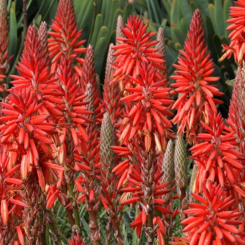 Kniphofia Red Rocket - Tison de satan Red Rocket (Flowering)