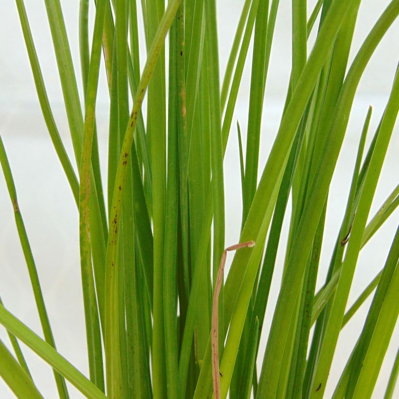 Kniphofia Redhot Popsicle - Tritoma (Foliage)