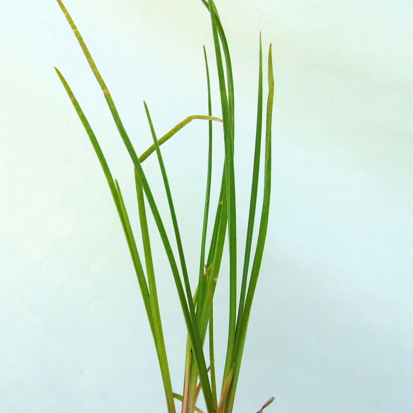 Kniphofia Vanilla - Tritoma (Foliage)