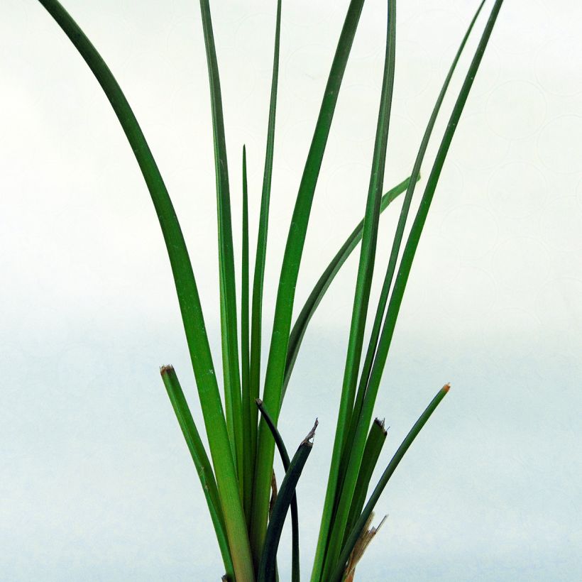 Kniphofia rooperi - Tritoma jaune-orangé doux (Foliage)